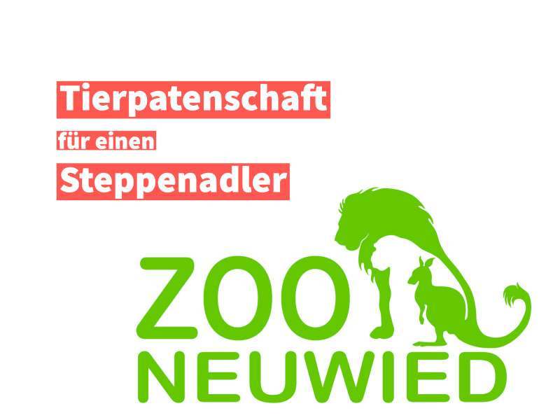Tierpatenschaft für einen Steppenadler im Zoo Neuwied